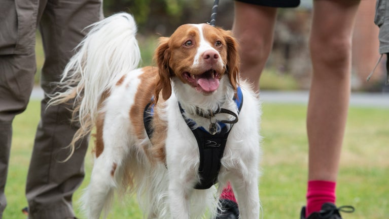 Dogs welcome at Dunham Massey, Cheshire